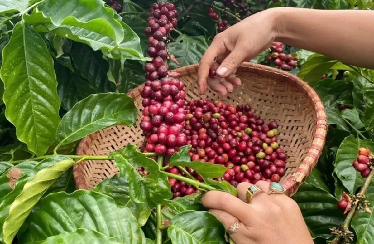 Hình ảnh 1