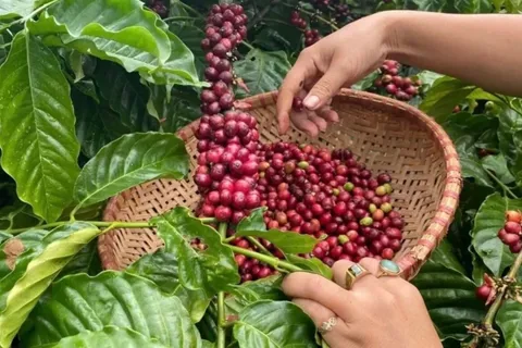Giá cà phê hôm nay 11/10/2025: Arabica kéo cà phê 2 sàn cùng giảm phiên cuối tuần