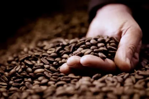 Giá cà phê hôm nay 11/11/2025: Arabica tiếp tục tăng trong khi Robusta quay đầu giảm nhẹ