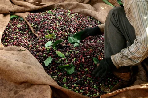 Giá cà phê hôm nay 11/12/2025: Fed cắt giảm lãi suất đẩy cà phê 2 sàn tăng