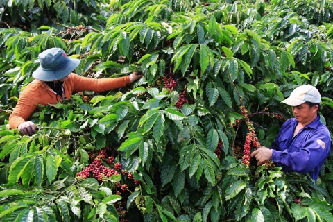 Giá cà phê hôm nay 11/5/2025: bức tranh trái chiều của 2 sàn cà phê tuần này
