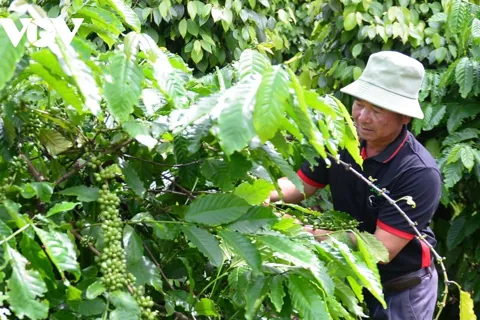 Giá cà phê hôm nay 12/10/2025: 2 sàn quay đầu giảm sau 2 tuần tăng liên tiếp