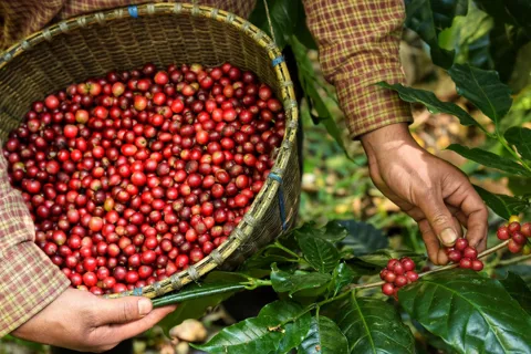 Giá cà phê hôm nay 12/11/2025: nguyên nhân giúp Arabica tiếp đà tăng mạnh
