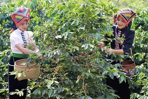 Giá cà phê hôm nay 12/12/2025: nguyên nhân cà phê Arabica tiếp tục tăng tốt