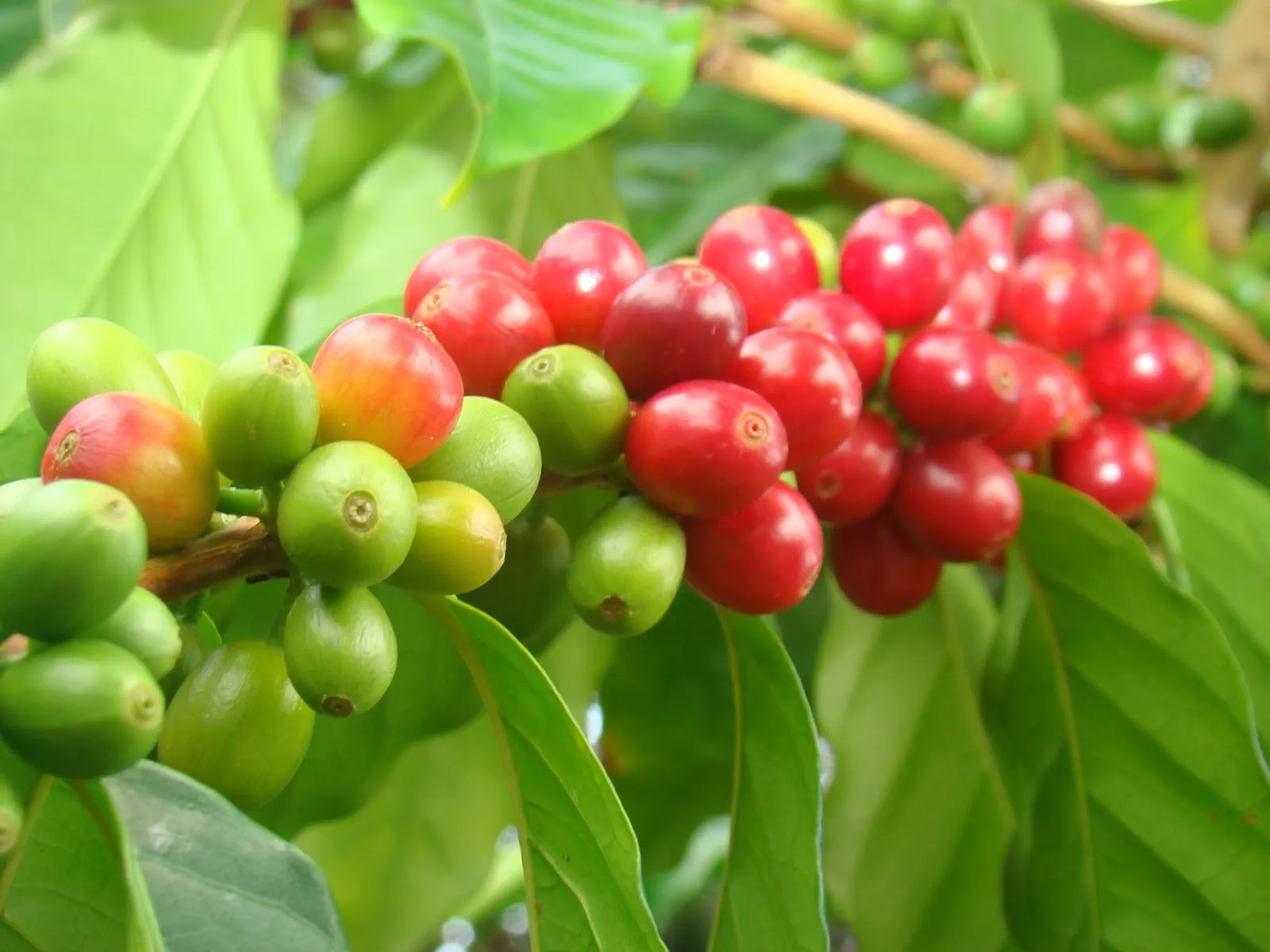 Hình ảnh 1