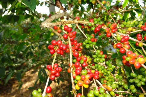 Giá cà phê hôm nay 12/8/2025: 2 sàn tăng mạnh, trong nước thêm 2.000 đồng/kg