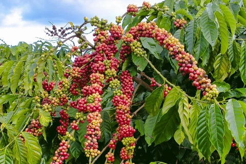 Giá cà phê hôm nay 12/9/2025: Robusta tiếp tục tăng trong khi Arabica giảm nhẹ