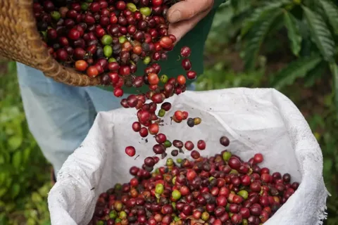 Giá cà phê hôm nay 13/10/2025: nhận định cà phê tuần này, hướng tăng gặp khó