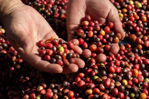 Giá cà phê hôm nay 13/11/2025: cú quay xe "gắt" của thị trường cà phê thế giới