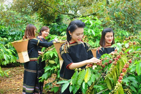 Giá cà phê hôm nay 13/5/2025: đồng USD tăng mạnh đẩy cà phê và vàng giảm sâu