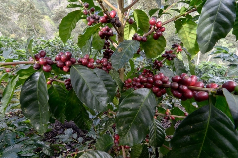 Giá cà phê hôm nay 13/6/2025: đồng USD yếu hỗ trợ Robusta tăng trở lại