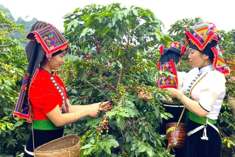 Giá cà phê hôm nay 14/12/2025: Robusta mất hơn 400 USD từ đầu tháng, trong nước về dưới 100.000 đồng/kg
