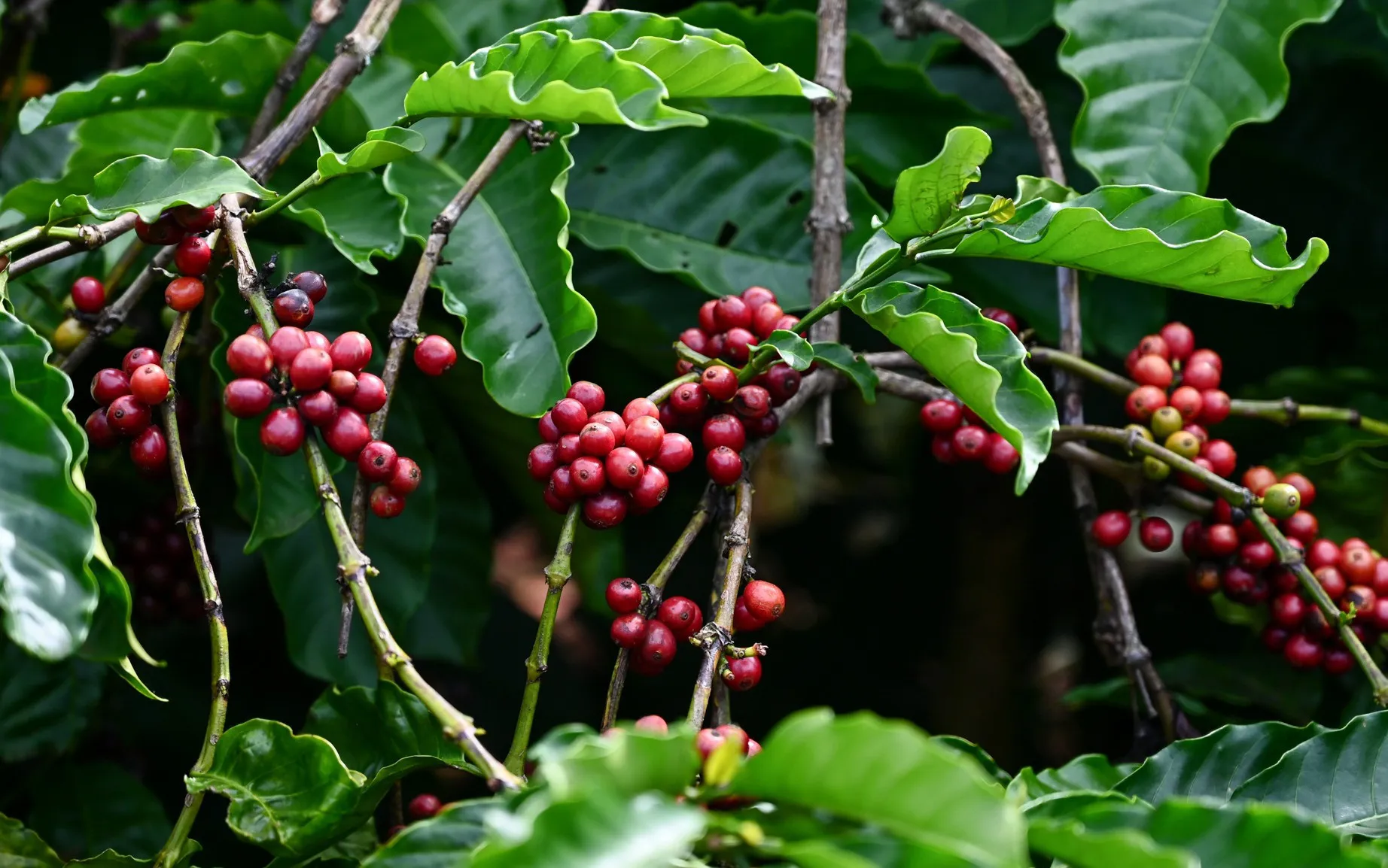 Hình ảnh 1
