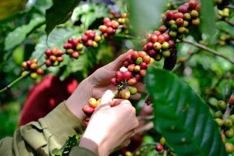Giá cà phê hôm nay 14/8/2025: 2 sàn tăng mạnh, Robusta thêm 200 USD/tấn