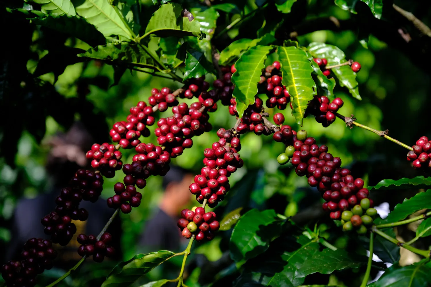 Giá cà phê hôm nay 14/9/2025: Robusta tăng gần 300 USD/tấn, trong nước thêm 7.000 đồng/kg tuần này