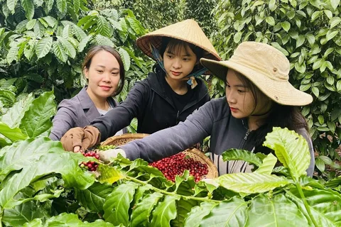 Giá cà phê hôm nay 15/10/2025: Arabica tiếp tục tăng mạnh nhờ 2 nguyên nhân
