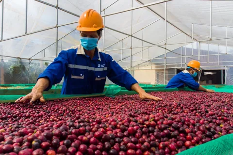 Giá cà phê hôm nay 15/12/2025: thị trường ảm đạm trong khi vụ thu hoạch đang sôi động