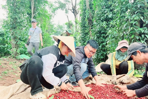 Giá cà phê hôm nay 15/7/2025: 2 sàn tăng mạnh, Robusta thêm 300 USD/tấn