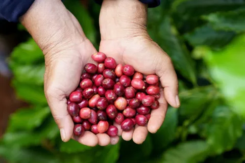 Giá cà phê hôm nay 16/1/2026: đầu cơ tăng mua đẩy giá cà phê 2 sàn cùng tăng