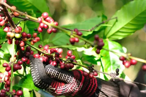 Giá cà phê hôm nay 16/10/2025: tình cảnh đảo ngược của cà phê Robusta và Arabica