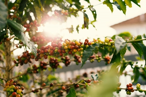 Giá cà phê hôm nay 17/7/2025: 2 sàn hồi phục, nguyên nhân Arabica tăng mạnh trở lại