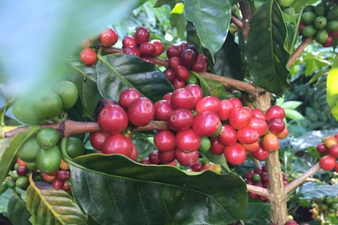 Giá cà phê hôm nay 17/8/2025: sốc với giá cà phê tuần này, Robusta tăng tới 640 USD/tấn