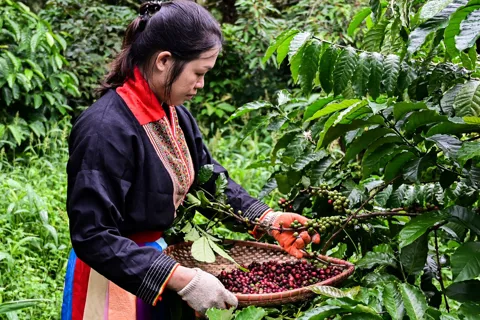 Giá cà phê hôm nay 18/10/2025: liên tục đảo chiều, Arabica tăng ngày cuối tuần