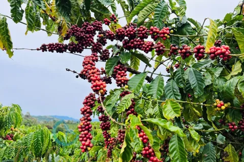 Giá cà phê hôm nay 18/11/2025: cà phê tăng mạnh, Robusta thêm hơn 200 USD/tấn nhờ 2 yếu tố
