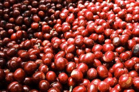 Giá cà phê hôm nay 18/7/2025: vì sao Arabica đang có lợi thế hơn Robusta?