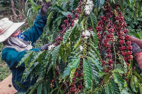 Giá cà phê hôm nay 19/10/2025: cà phê 2 sàn có tuần hồi phục, Arabica tăng mạnh