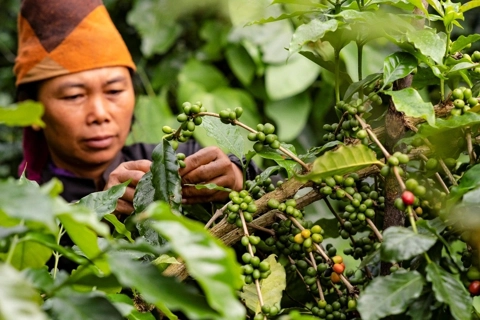 Giá cà phê hôm nay 19/5/2025: nhận định cà phê tuần này, Robusta đi lên từ đáy?
