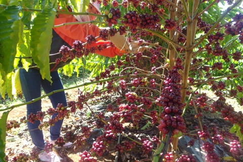 Giá cà phê hôm nay 19/6/2025: vì sao giá cà phê Robusta tiếp tục giảm không phanh