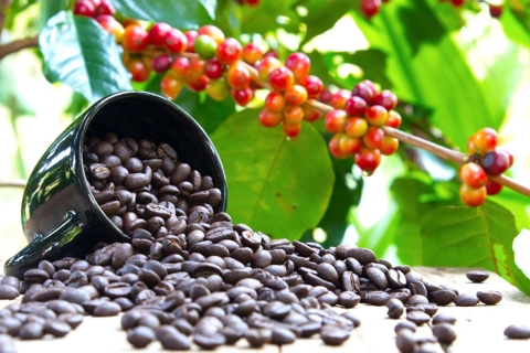 Giá cà phê hôm nay 19/9/2025: 2 sàn phục hồi, Arabica tăng trở lại khi tồn kho giảm