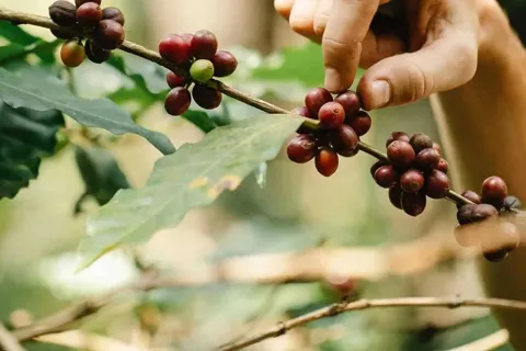 Giá cà phê hôm nay 2/10/2025: tăng mạnh khi liên tiếp có bão vào Biển Đông