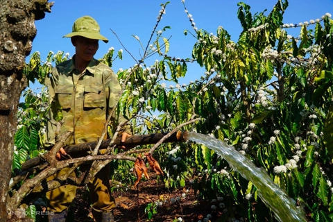Giá cà phê hôm nay 2/7/2025: 2 sàn trái chiều, Robusta phục hồi nhờ đồng USD giảm