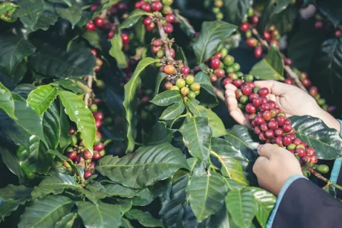 Giá cà phê hôm nay 20/11/2025: Arabica quay đầu, kéo Robusta cùng giảm sau 2 ngày tăng mạnh