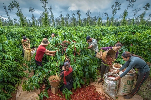 Giá cà phê hôm nay 20/5/2025: 2 động lực giúp cà phê tăng mạnh phiên đầu tuần

