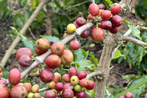 Giá cà phê hôm nay 20/6/2025: thị trường ngừng giảm, Robusta tăng nhẹ trở lại