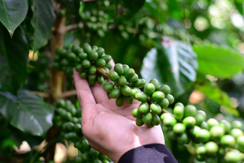 Giá cà phê hôm nay 20/7/2025: 1 tuần tăng tốt, trong nước thêm 4.000 đồng/kg