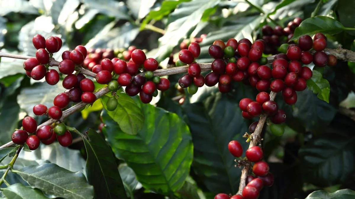 Hình ảnh 1