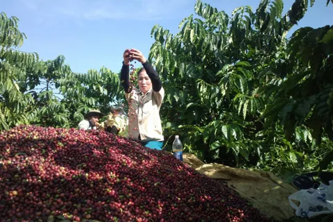 Giá cà phê hôm nay 21/10/2025: yếu tố bất ngờ đẩy Arabica tiếp tục tăng mạnh