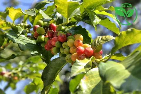 Giá cà phê hôm nay 22/12/2025: nhận định thị trường tuần cuối cùng của năm 2025