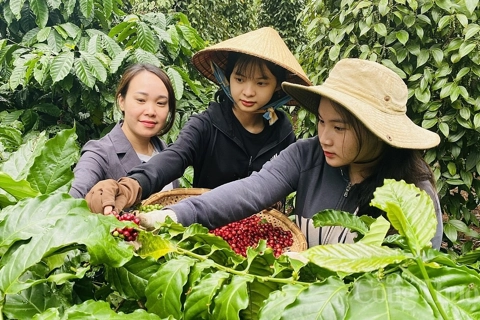 Giá cà phê hôm nay 22/8/2025: tiếp tục tăng, Robusta thêm 500 USD/tấn từ đầu tuần