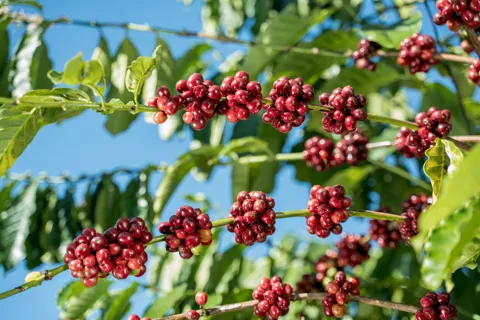 Giá cà phê hôm nay 23/10/2025: 2 sàn tăng mạnh, Arabica lập đỉnh mới