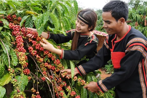 Giá cà phê hôm nay 23/12/2025: tăng mạnh trở lại khi đồng USD suy yếu