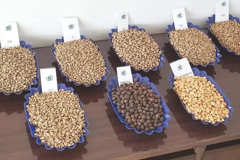 Giá cà phê hôm nay 24/11/2025: nhận định thị trường tuần này, Robusta sẽ giảm sau khi tăng gần 300 USD/tấn?