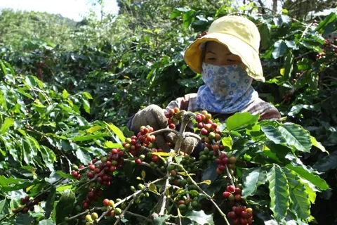 Giá cà phê hôm nay 24/12/2025: Robusta tiếp tục tăng ngày thứ 2 liên tiếp