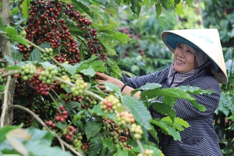 Giá cà phê hôm nay 24/6/2025: tăng mạnh đầu tuần, Robusta thêm tới 100 USD
