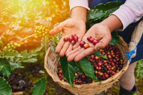 Giá cà phê hôm nay 24/8/2025: Robusta tăng sốc, thêm 1.300 USD/tấn trong 2 tuần