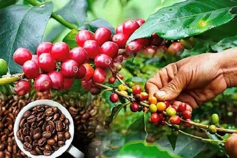 Giá cà phê hôm nay 25/11/2025: 2 sàn diễn biến trái chiều, Arabica tăng cao trở lại